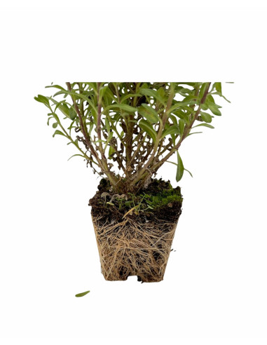 5 Piante di Agathea Coelestis Vaso 7cm-Piante Da Cespuglio|Mondo Piante