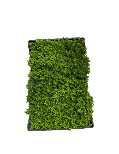 5 Piante di Agathea Coelestis Vaso 7cm-Piante Da Cespuglio|Mondo Piante