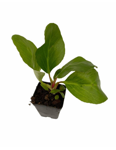 5 Piante di Bergenia Cordifolia Vaso 7cm-Cespugli|Mondo Piante