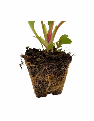 5 Piante di Bergenia Cordifolia Vaso 7cm-Cespugli|Mondo Piante