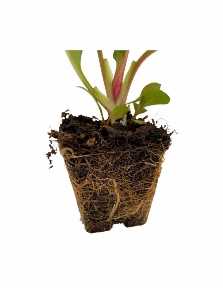 Kit 5 Piante Bergenia Cordifolia Vaso 7 cm: Vendita | Mondo Piante