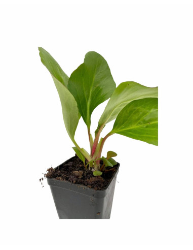 5 Piante di Bergenia Cordifolia Vaso 7cm-Cespugli|Mondo Piante