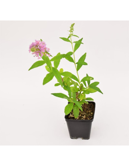 5 Piante di Buddleja Vaso 7cm-Piante Da Cespuglio | Mondo Piante