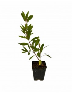 5 Piante di Callistemon in...