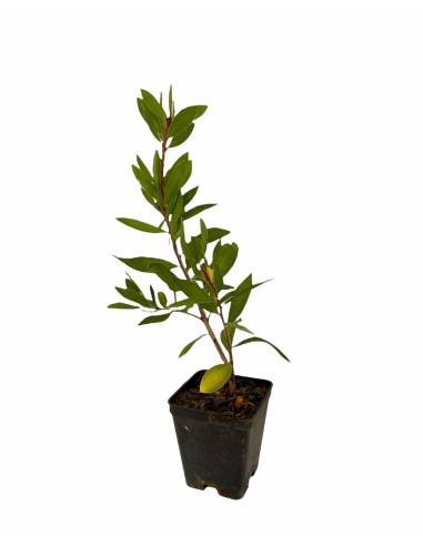 5 Piante di Callistemon Vaso 7cm-Vendita Piante Cespuglio|MondoPiante
