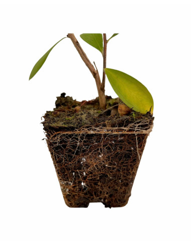 5 Piante di Callistemon Vaso 7cm-Vendita Piante Cespuglio|MondoPiante