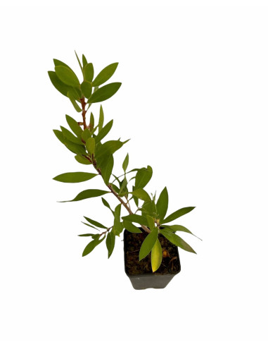 5 Piante di Callistemon Vaso 7cm-Vendita Piante Cespuglio|MondoPiante