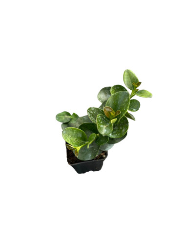5 Piante di Carissa Jasminoides Vaso 7cm-Cespugli|Mondo Piante