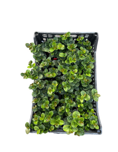 5 Piante di Carissa Jasminoides Vaso 7cm-Cespugli|Mondo Piante