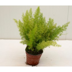 copy of Asparagus Foxtail...