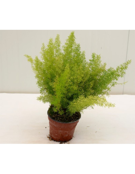 Pianta Asparagus Coda Volpe Vaso 14cm - Piante Cespuglio|Mondo Piante
