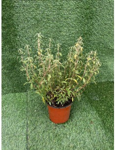 copy of Cistus Plant