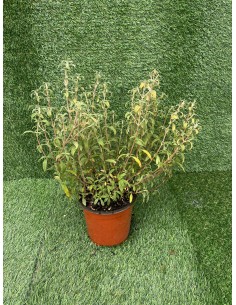 Pianta di Cistus in Vaso... 2