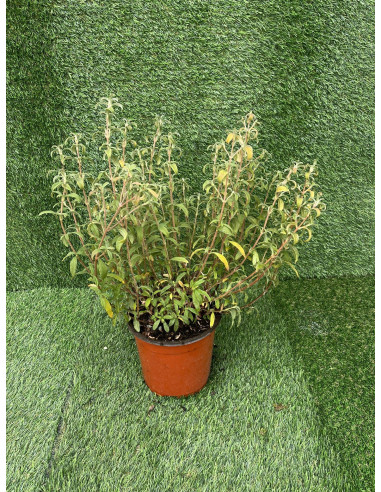 Cistus Plant for Sale - Bush Plants Online | Mondo Piante