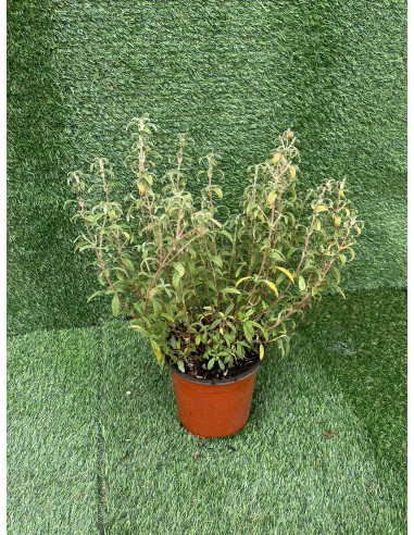 Cistus Plant for Sale - Bush Plants Online | Mondo Piante