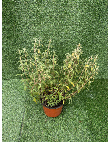 Cistus Plant for Sale - Bush Plants Online | Mondo Piante