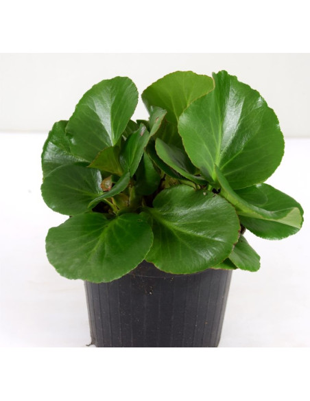 Pianta Bergenia Cordifolia Vaso 14 cm: Vendita | Mondo Piante