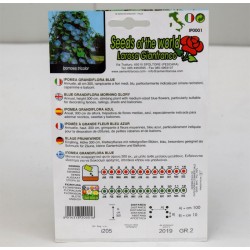 Ipomea Seeds 2