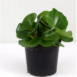 Pianta di Bergenia... 2