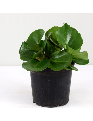 Pianta di Bergenia Cordifolia Vaso 14cm-Cespugli | Mondo Piante