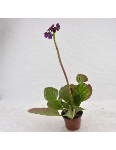Pianta di Bergenia Cordifolia Vaso 14cm-Cespugli | Mondo Piante