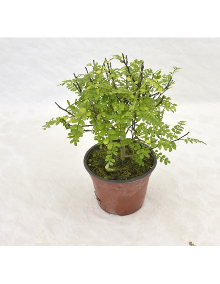 Piante di Zanthoxylum Vaso 14cm-Piante Da Cespuglio |Mondo Piante