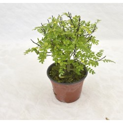 copy of Zanthoxylum...