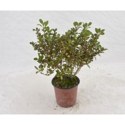 Coprosma, Pianta Vaso 14cm