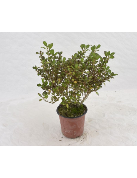 Coprosma Plant for Sale - Bush Plants Online | Mondo Piante