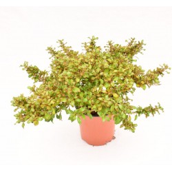 Coprosma, Pianta Vaso 18cm