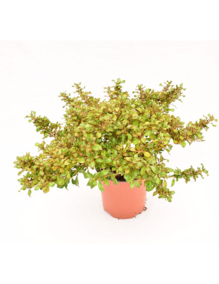 Coprosma Plant for Sale - Bush Plants Online | Mondo Piante