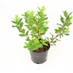 copy of Corbezzolo Plant