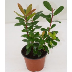 copy of Corbezzolo Plant 2