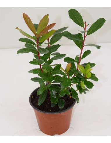 Corbezzolo Plant for Sale - Bush Plants Online | Mondo Piante