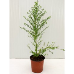 Pianta di Cytisus in Vaso...