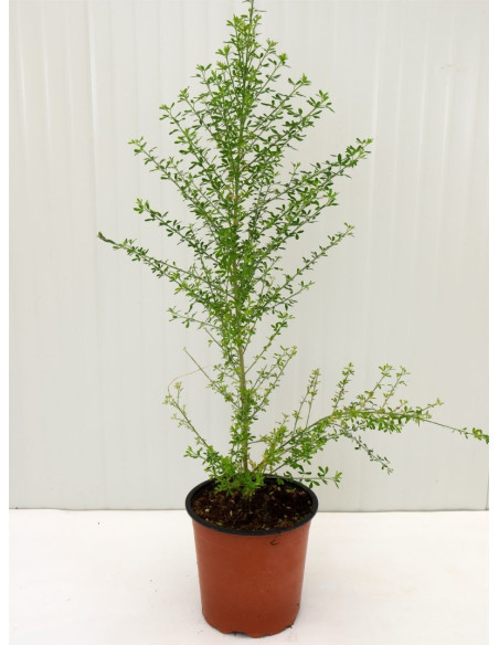 Pianta di Cytisus in Vaso 18cm -Piante Da Cespuglio Online|MondoPiante