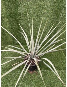 Pianta di Yucca Vaso 18cm