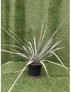 Pianta di Yucca Vaso 18cm 2
