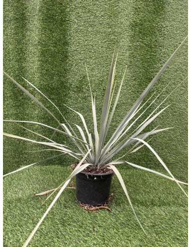 Yucca Plant for Sale - Bush Plants Online | Mondo Piante