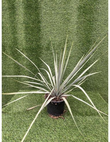 Vendita Pianta Yucca 18cm - Pianta Da Cespuglio|Vivaio Mondo Piante