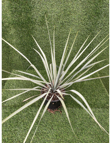 Vendita Pianta Yucca 18cm - Pianta Da Cespuglio|Vivaio Mondo Piante