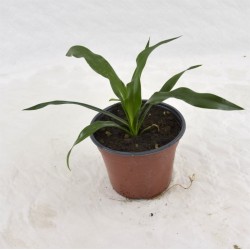 copy of Yucca Plant