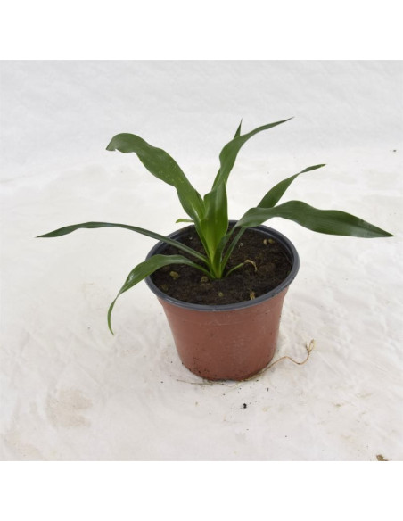 Vendita Pianta Yucca Vaso 14cm-Pianta Da Cespuglio|Vivaio Mondo Piante