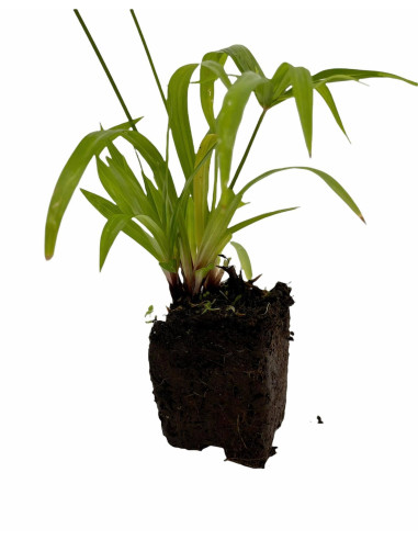 5 Piante di Papiro in Vaso 7cm- Piante Da Cespuglio | Mondo Piante