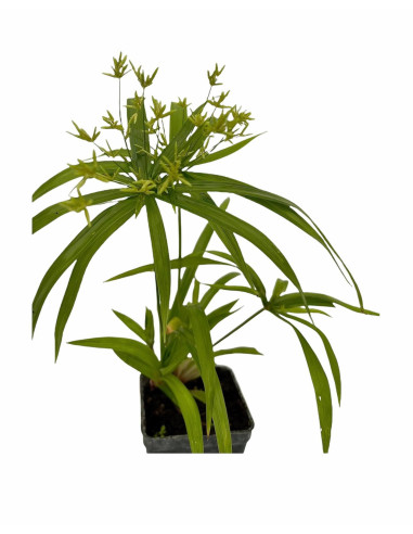 5 Piante di Papiro in Vaso 7cm- Piante Da Cespuglio | Mondo Piante