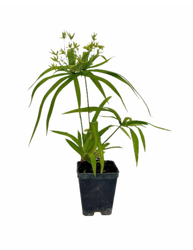 Cyperus Papyrus Plant for Sale - Bush Plants Online | Mondo Piante