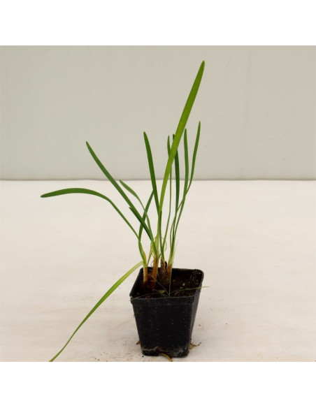 Tulbaghia Plant for Sale - Bush Plants Online | Mondo Piante