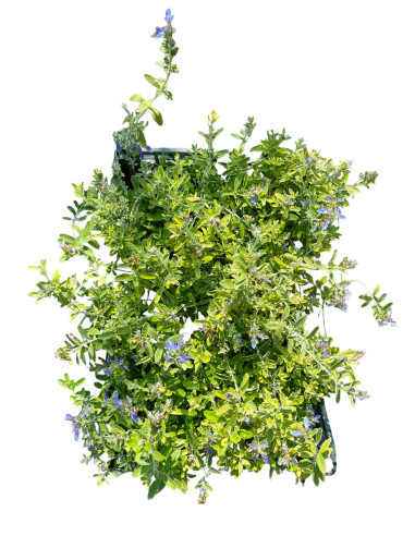 5 Piante di Teucrium in Vaso 7cm - Pianta Da Cespuglio | Mondo Piante