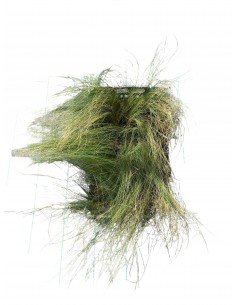 copy of Stipa Plant 2