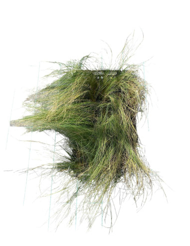 5 Piante di Stipa in Vaso 7cm-Vendita Pianta Da Cespuglio|Mondo Piante